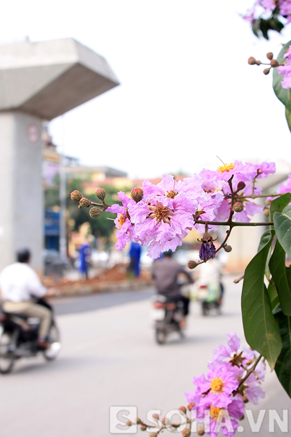 Bằng lăng nhuộm tím những con đường tháng năm