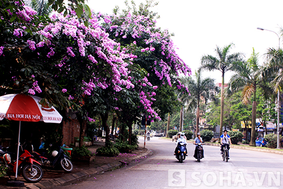 Bằng lăng nhuộm tím những con đường tháng năm