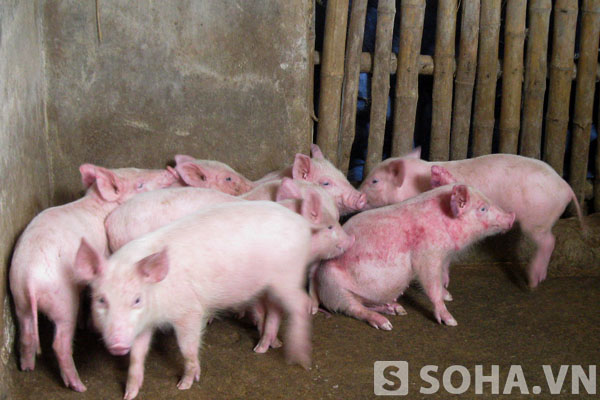 Đàn lợn hàng chục con nhà chị Hoa thường xuyên cắn nhau.