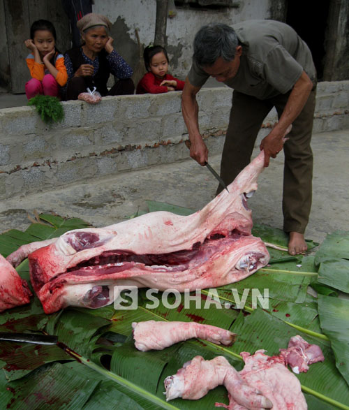 Mổ lợn trong ngày tết có niềm vui đặc biệt, thu hút được sự chú ý của nhiều người trong nhà, đặc biệt là người già và trẻ em.