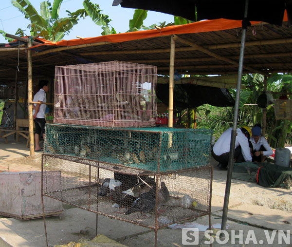 Chim hoang dã các loại bày bán tràn lan trên QL 32 (đoạn qua huyện Quốc Oai - Hà Nội).