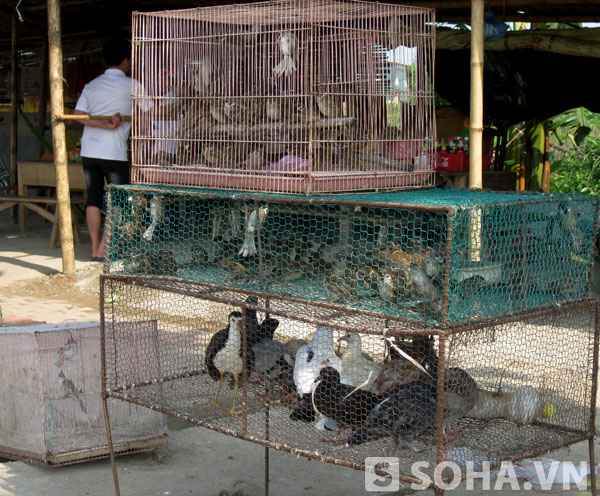 Chim hoang dã bày bán ở đây khá nhiều loại, gồm: cuốc, cun cút, sẻ đồng, cu ngói, cò, le le,...