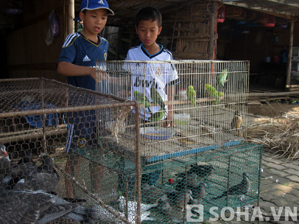 Chùm ảnh: Nỗi đau chim trời