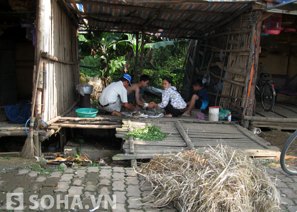 Chùm ảnh: Nỗi đau chim trời