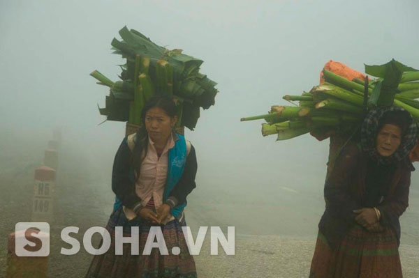 Mặc cho giá lạnh, sương mù. Những người phụ nữ Mông vẫn vào rừng lấy lá về chuẩn bị cho Tết của đồng bào mình