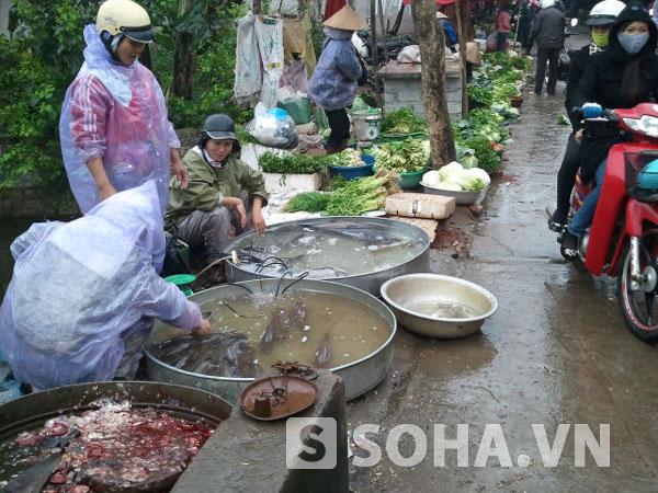 Giá thuỷ sản