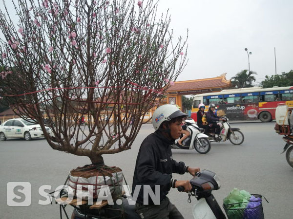 Cây đào được gọi với thế bonsai, 5 nhánh này được một chủ hàng ở đường Hồ Tùng Mậu (Hà Nội) bán với giá 1,8 triệu đồng trong chiều ngày 31/1.