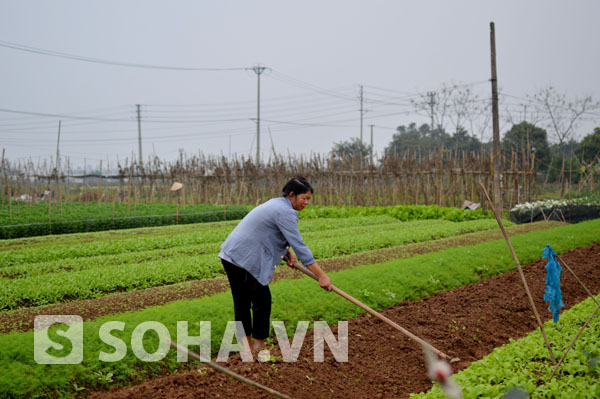 Để có được những luống hoa tươi tốt thì việc làm đất ban đầu phải rất kỹ càng.