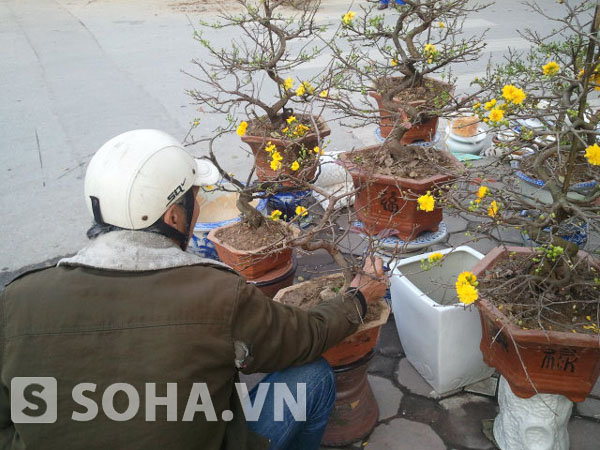 Ngắm nghía lại đôi chút dáng, thế của cây mai trước khi chọn mua.