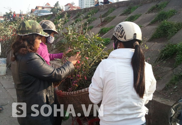 Hoa đào được bán trong dịp rằm tháng Giêng tại thủ đô Hà Nội chủ yếu chỉ là các nhánh được cắt, tỉa từ cây ra và hoa xấu nhưng giá bán lại cao hơn cả dịp Tết.