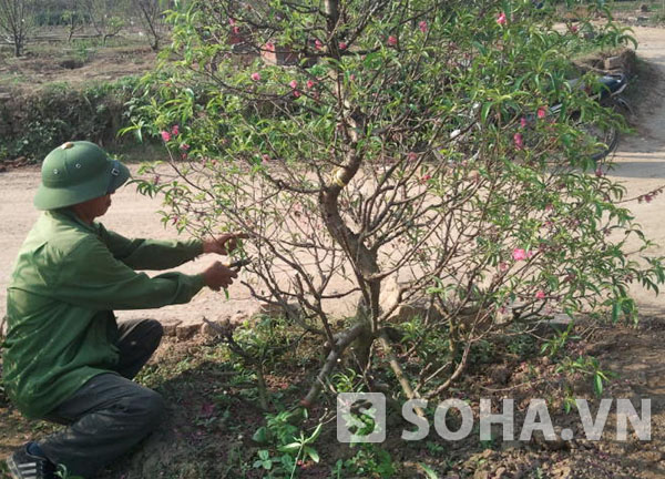 Nhiều chủ vườn đào ở Nhật Tân đang tiến hành cắt  tỉa cành đào để nuôi cây chuẩn bị cho dịp Tết tới.