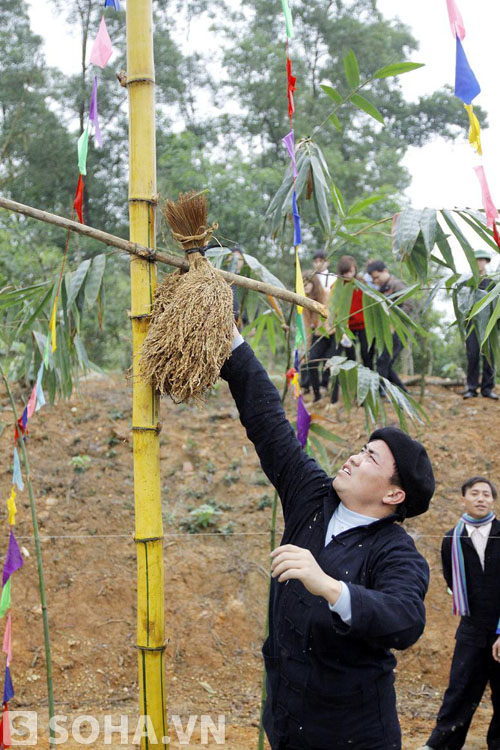 Thóc lúa được treo lên cây nêu, hàm ý mong muốn mùa màng bội thu.