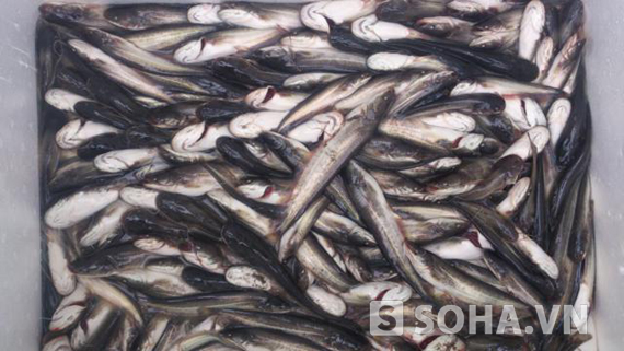 Gần nửa tấn ếch, cá từ Trung Quốc “đổ” về Hà Nội