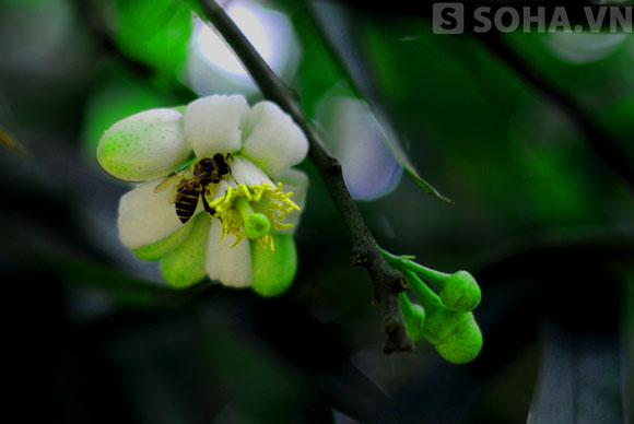 Hương hoa thu hút ong bướm tới lấy mật thụ phấn.