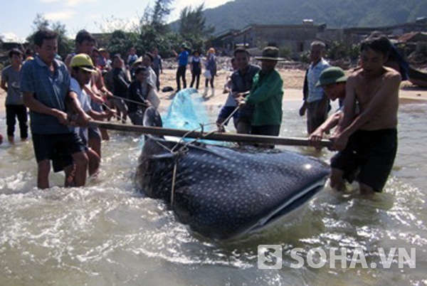 
	Con cá lạ nặng khoảng 350kg được ngư dân bắt được trong lúc đánh cá.