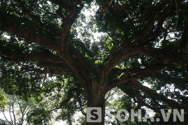 Không ai trong làng biết chính xác tuổi của cây muỗm giữa sân chùa, nhưng với những dấu vết để lại, người ta ước tính cây cũng phải vài ba trăm năm tuổi.