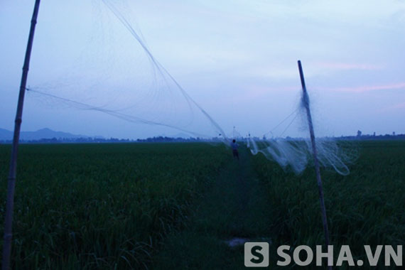 Bởi tình trạng săn bắt chim như thế này hiện nay thường xuyên xảy ra