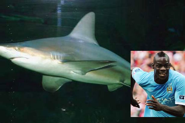 
	Không giống những cầu thủ khác, thú cưng của Balotelli lại là một con... cá mập trắng