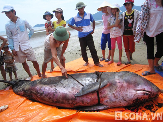 
	Con cá voi dạt vào bãi biển Xuân Hải và chết tại đây nặng trên 3 tạ, dài hơn 2m.
