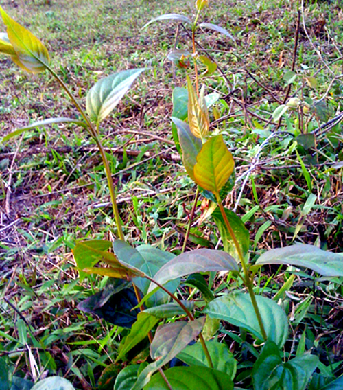 
	Cây lá ngón độc dược ở miền núi xứ Nghệ.