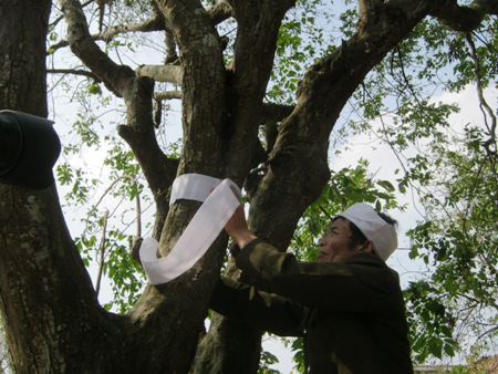  	Cây khế trăm tuổi được thắt khăn tang.