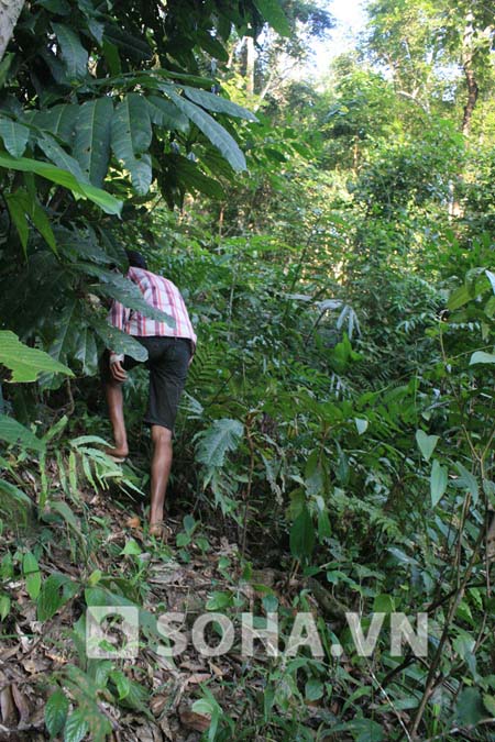 Đường lên nóc hầm, lên vị trí cây bối thuốc ở đồi hầm nằm trong rừng Đại tướng.