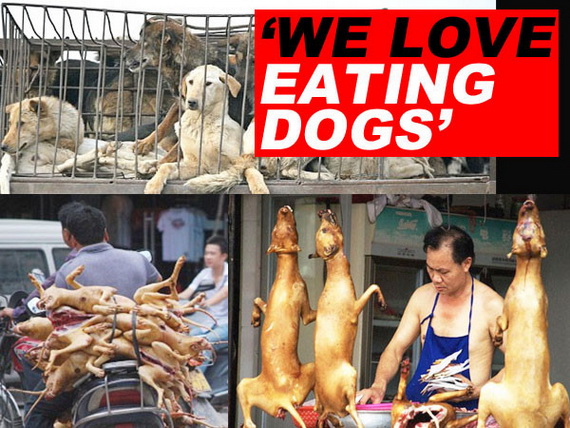 "Rùng mình" với phong tục ăn thịt chó ở Trung Quốc