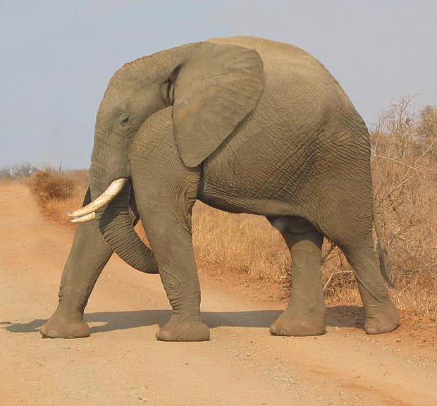 
	Chú voi quá ngắn so với thực tế.