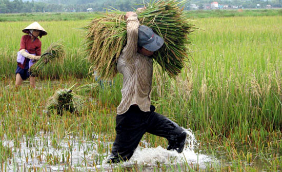 Dù được mùa nhưng nhiều hộ nông dân miền Bắc và Bắc Trung Bộ vẫn bị thua lỗ do giá lúa trên thị trường giảm mạnh.