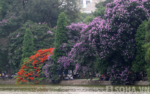 
	Hai sắc hoa đặc trưng của mùa hè: hoa phượng đỏ và bằng lăng tím khoe sắc bên bờ hồ Gươm.