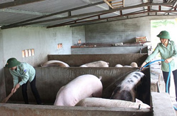 Hình ảnh các chị chăm sóc đàn lợn.