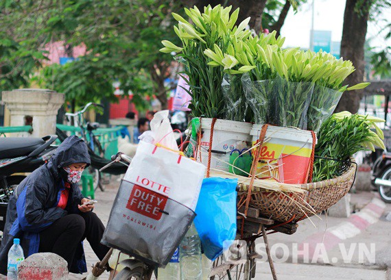 Tháng 4: Mùa hoa loa kèn, mùa của hoài niệm