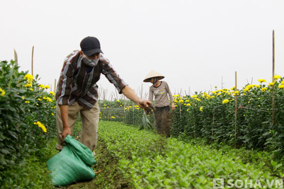 Nhiều hộ trồng hoa cũng đang ra sức chăm bón cho những luốn hoa nhằm phục vụ nhu cầu chơi hoa sau Tết Nguyên đán.