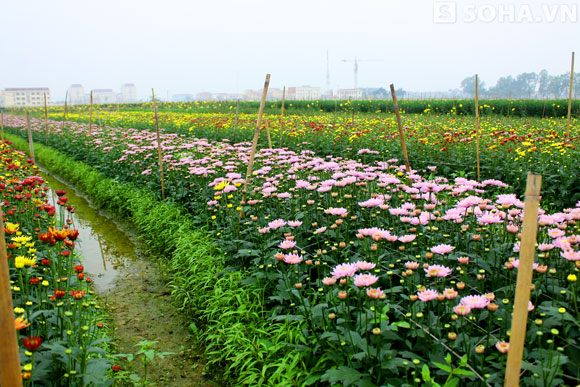 Người dân Mê Linh (Hà Nội) cũng như bao làng hoa khác như Tây Tựu, Nhật Tân... những ngày này ngoài đồng càng trở nên rực rỡ với những màu sắc của ngút ngàn hoa.