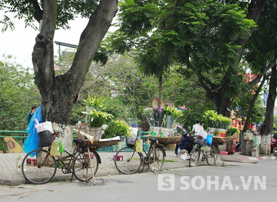 Loa kèn tháng 4 tỏa sáng giữa vườn hoa Tây Tựu