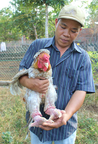 
	Nhiều trại gà Đông Tảo đã thông báo hết hàng dù còn hơn chục ngày nữa mới đến tết (ảnh chụp tại trại gà Đông Tảo của anh Vũ Ngọc Tuấn, xã Đông Hòa, Trảng Bom, Đồng Nai)