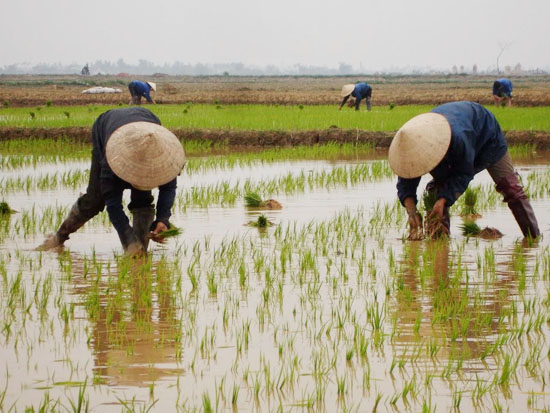 Làm gì để người nông dân hôm nay có thể 