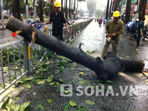 Nhành cây bất ngờ bị gãy rơi xuống đường