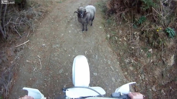 Video hot: Cuộc tái đấu giữa người và cừu (Cừu vẫn thắng)