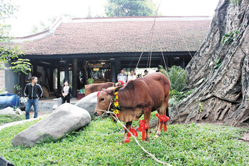 
	Chú bê con được trang trí trước khi cúng thần xà.