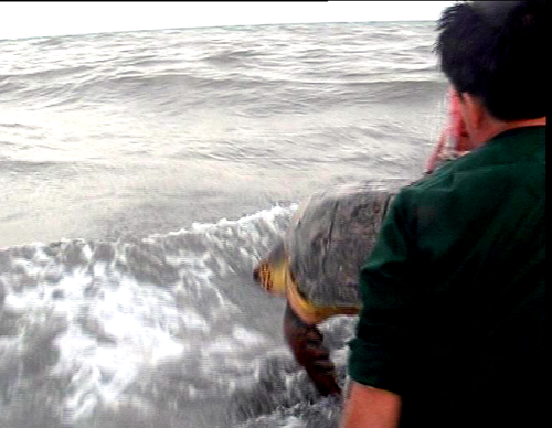
	“Cụ” rùa được thả về biển