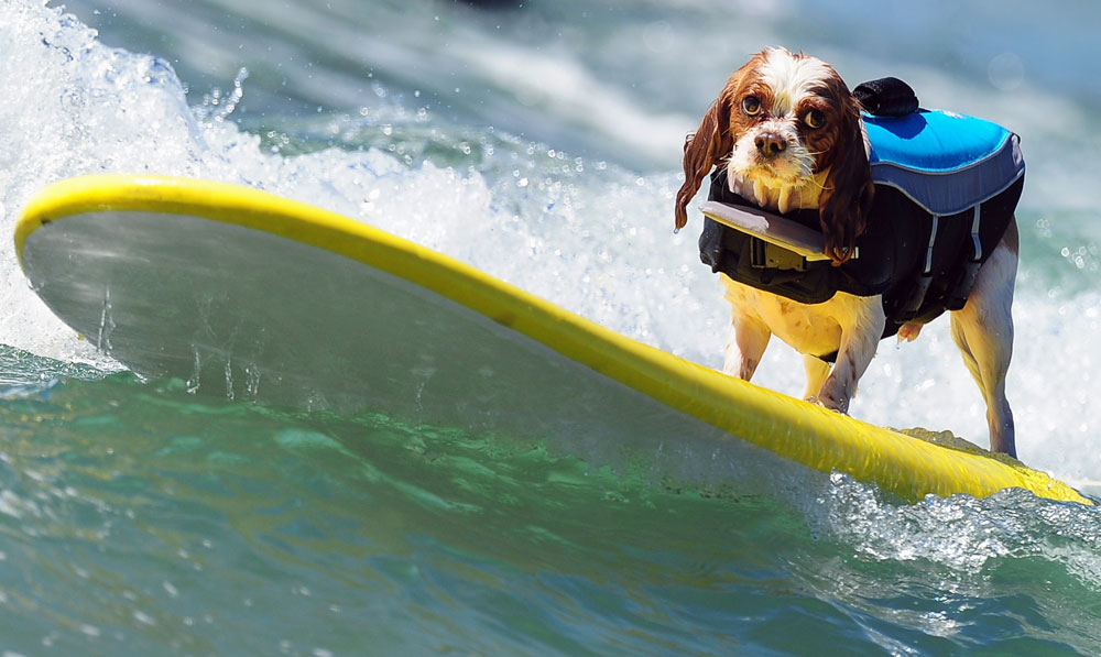
	Hình ảnh ghi lại trong cuộc thi Chó lướt sóng được tổ chức thường niên tại Hunting Beach, Califonia.
