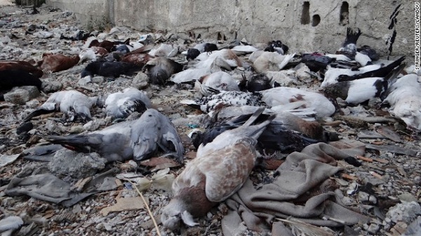 	Xác chim bồ câu nằm la liệt trên đường phố ở Arbeen, ngoại ô Damacus ngày 24/8.