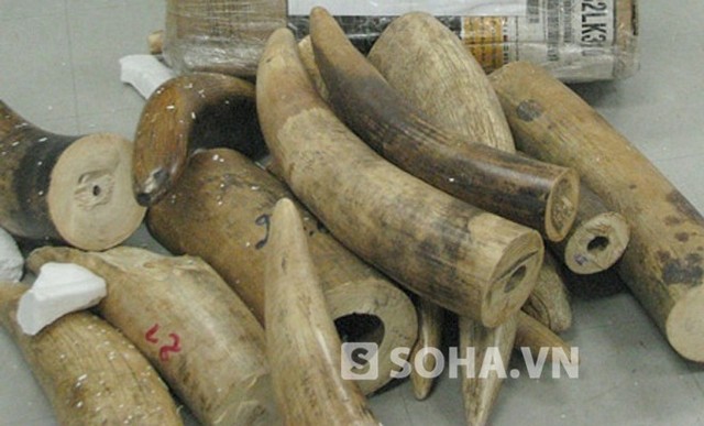 Số tang vật ngà voi bị bắt giữ