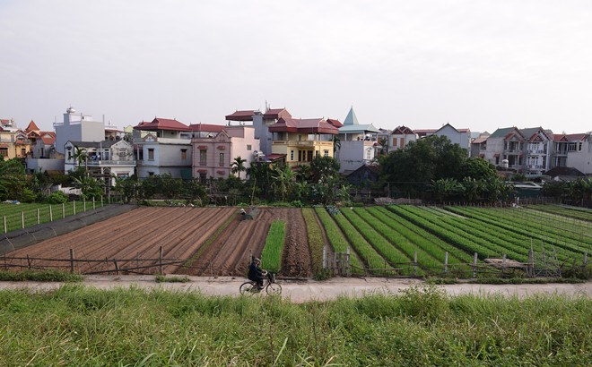 
	Tại xã Liên Mạc, thay vì trồng lúa, người nông dân chủ yếu trồng hoa màu buôn bán phục vụ người dân thủ đô.