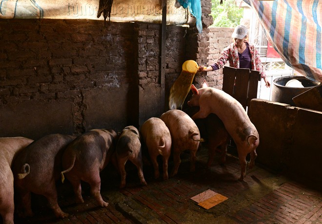 
	Nhiều hộ vẫn mưu sinh bằng nghề chăn nuôi gia súc gia cầm. Chị Nga, một người dân thôn Thượng Cát, xã Thượng Cát có nguồn thu nhập chủ yếu từ nghề này đã nhiều năm.