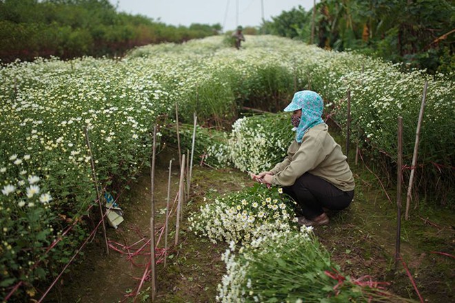 
	Nhắc đến huyện Từ Liêm là nhớ đến làng hoa Tây Tựu. Vựa hoa khổng lồ phục vụ các dịp lễ Tết hàng năm.