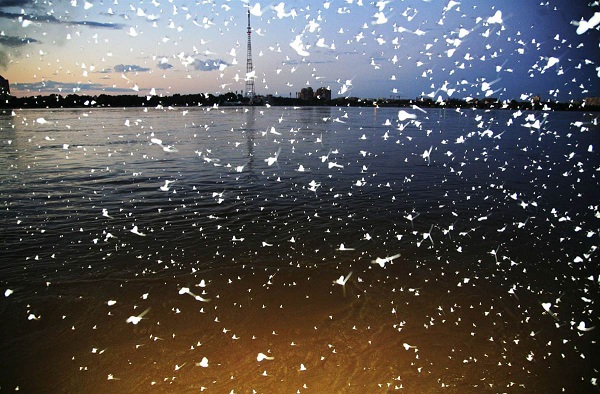 	Loài phù du trên một con sông ở Hắc Hà, tỉnh Hắc Long Giang,Trung Quốc. Chúng thường bay vào buổi tối vào mùa xuân và mùa hè mỗi năm.