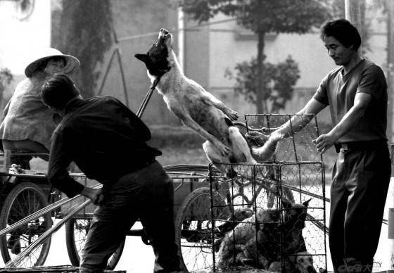 Trung Quốc 'sôi sục' vì lễ hội xả thịt 10.000 con chó
