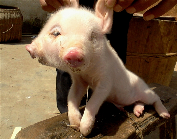 Lợn hai đầu ở Trung Quốc.